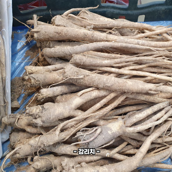 도라지배즙 효능