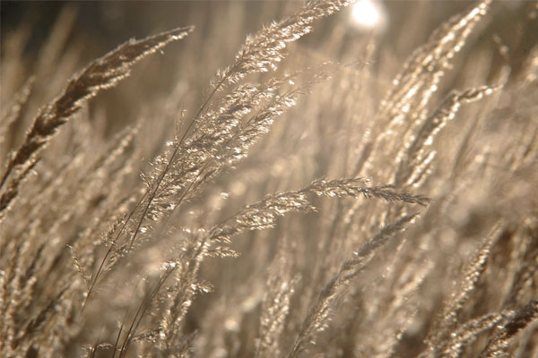 태안 학암포 야영장 캠핑 후기