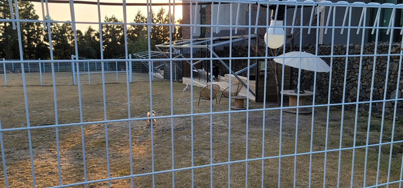 반려견 운동장2