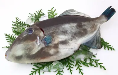 쥐포 가격 및 효능, 영양성분