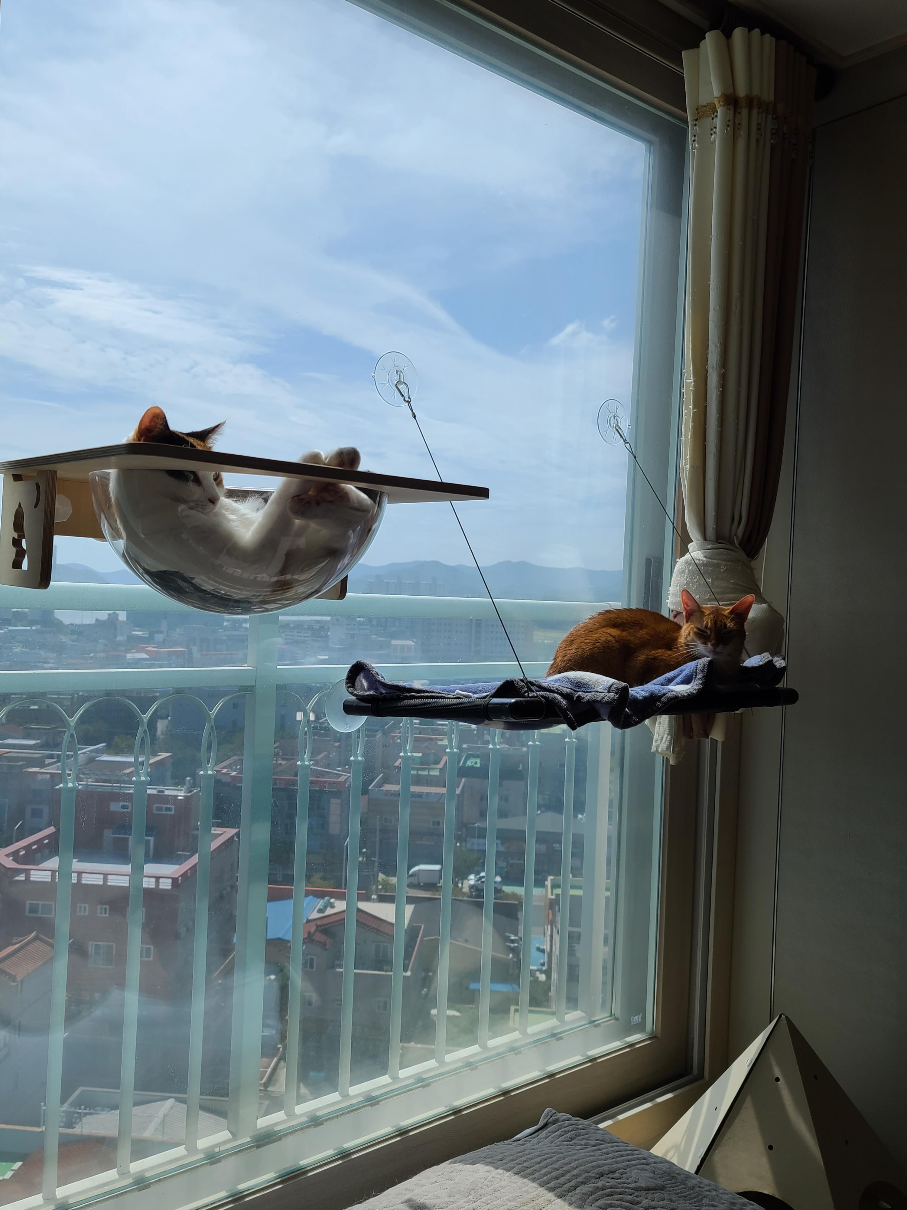 캣볼은 서열순이 아니잖아요~(feat.부드러운 카리스마 서열1위 루나)