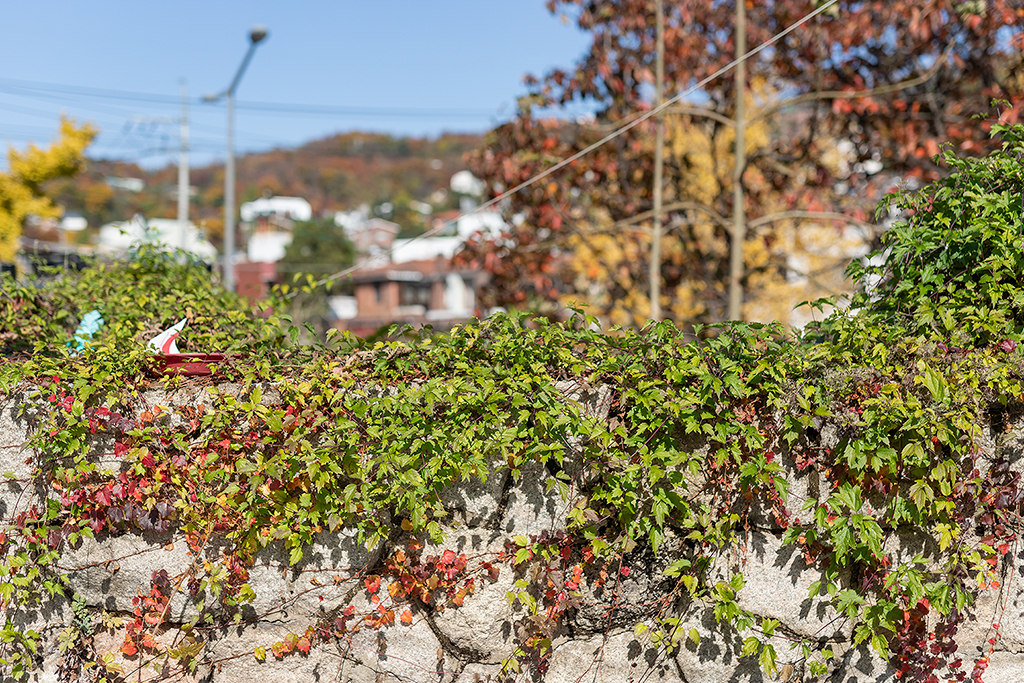 혜화문
성북동
한양도성길
백악구간
서울여행
서울단풍
가을단풍
단풍
