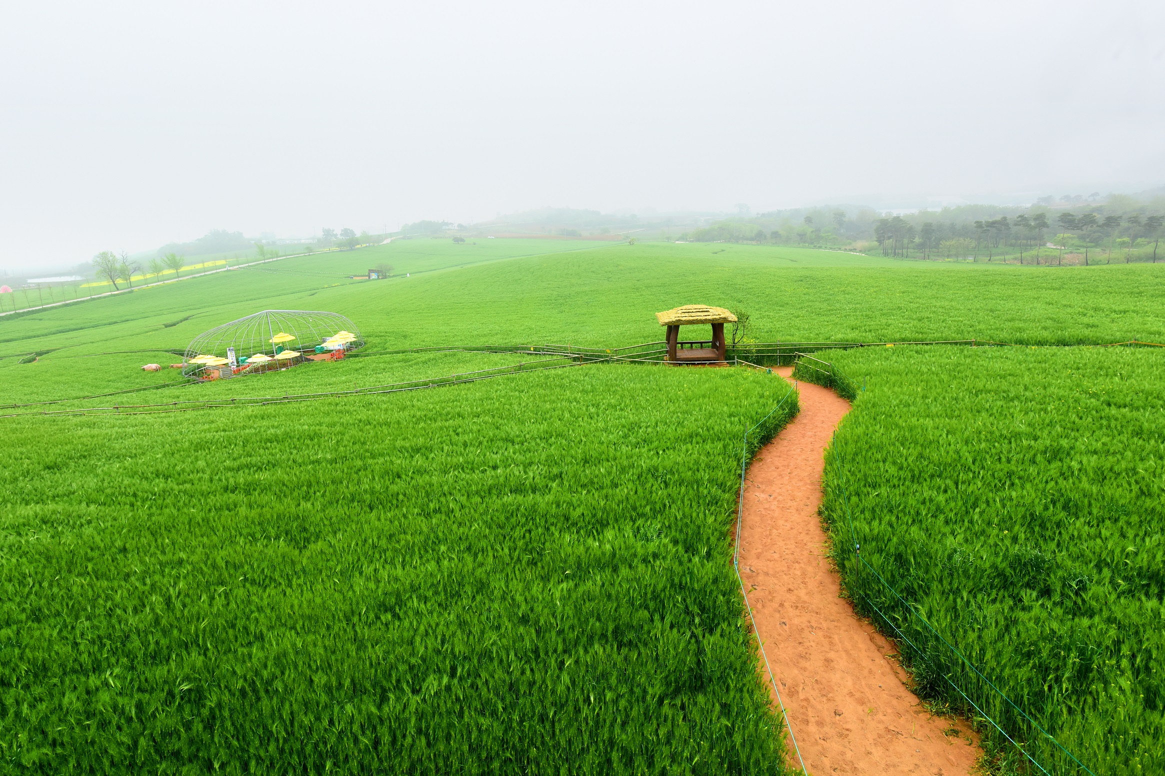 고창 청보리밭축제7
