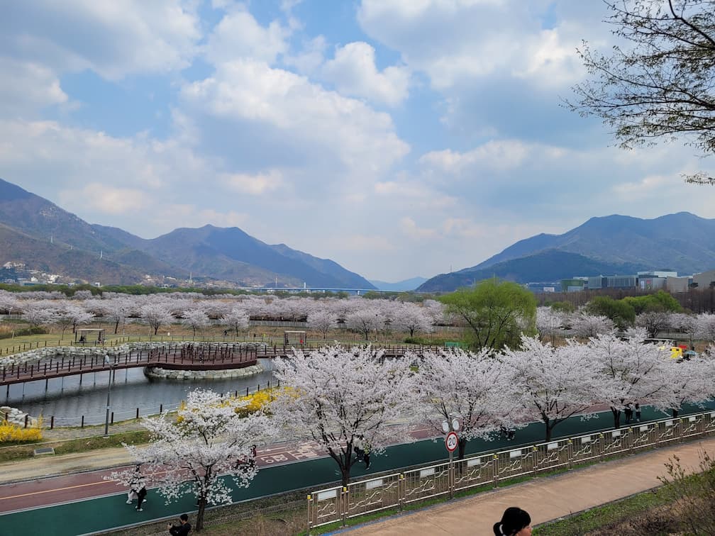 하남 당정뜰 전경과 벚꽃이 이어진 한강변 생태공원