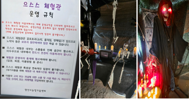 양산 아이와 가볼 만한 곳 : 황산공원 국화축제(11월) & 불빛정원(1월) 방문 후기