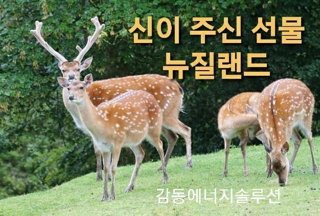 뉴질랜드 사슴태반의 효능