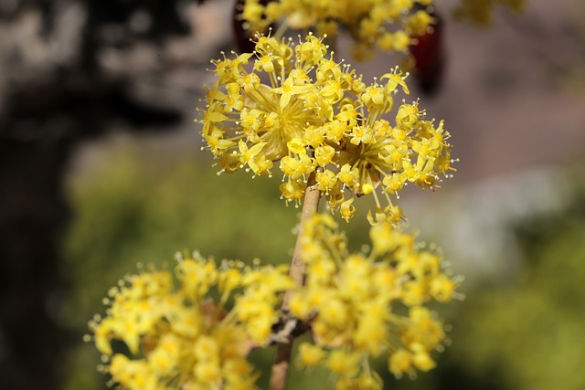 구례 산수유꽃 축제