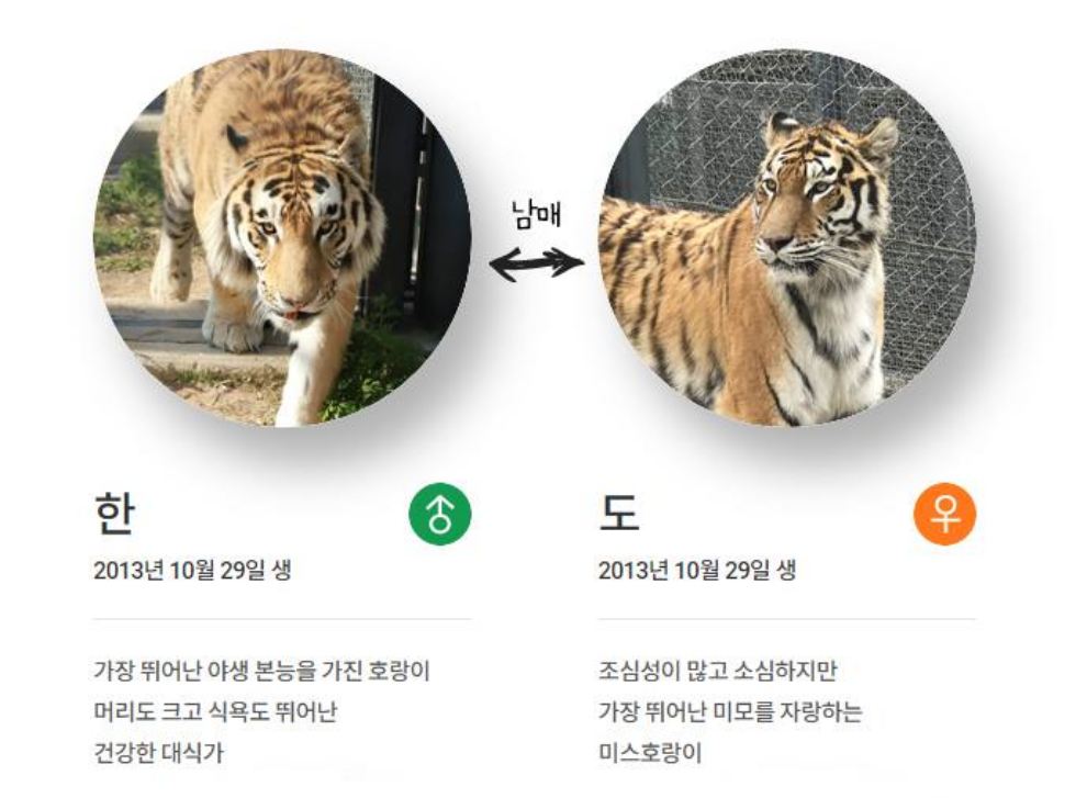 백두대간 봉자페스티벌