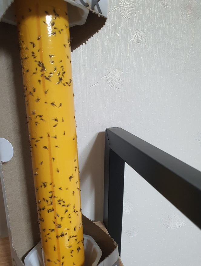 끝끈이스틱으로 잡힌 수백마리의 벼룩파리 사진