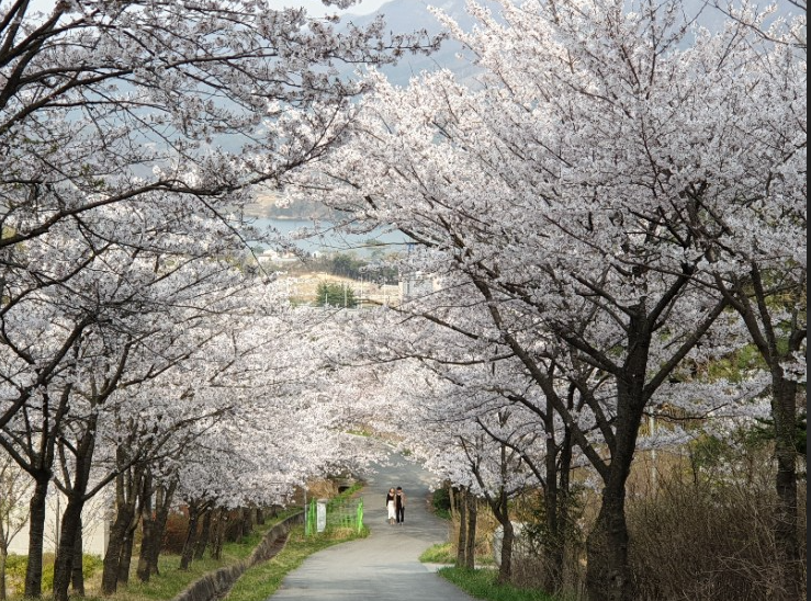 모악산 벚꽃 이미지 2