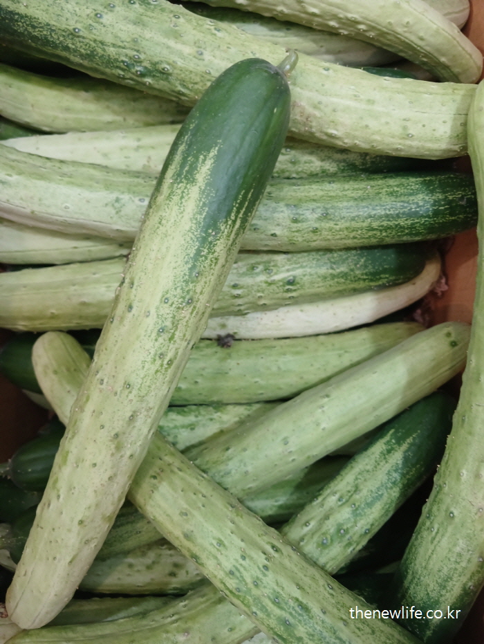 Cucumbers piled up for cooling/ 열사병 예방 음식-열 해소에 좋은 오이/열사병과 일사병의 차이 설명 이미지