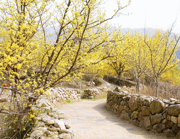 구례 산수유축제