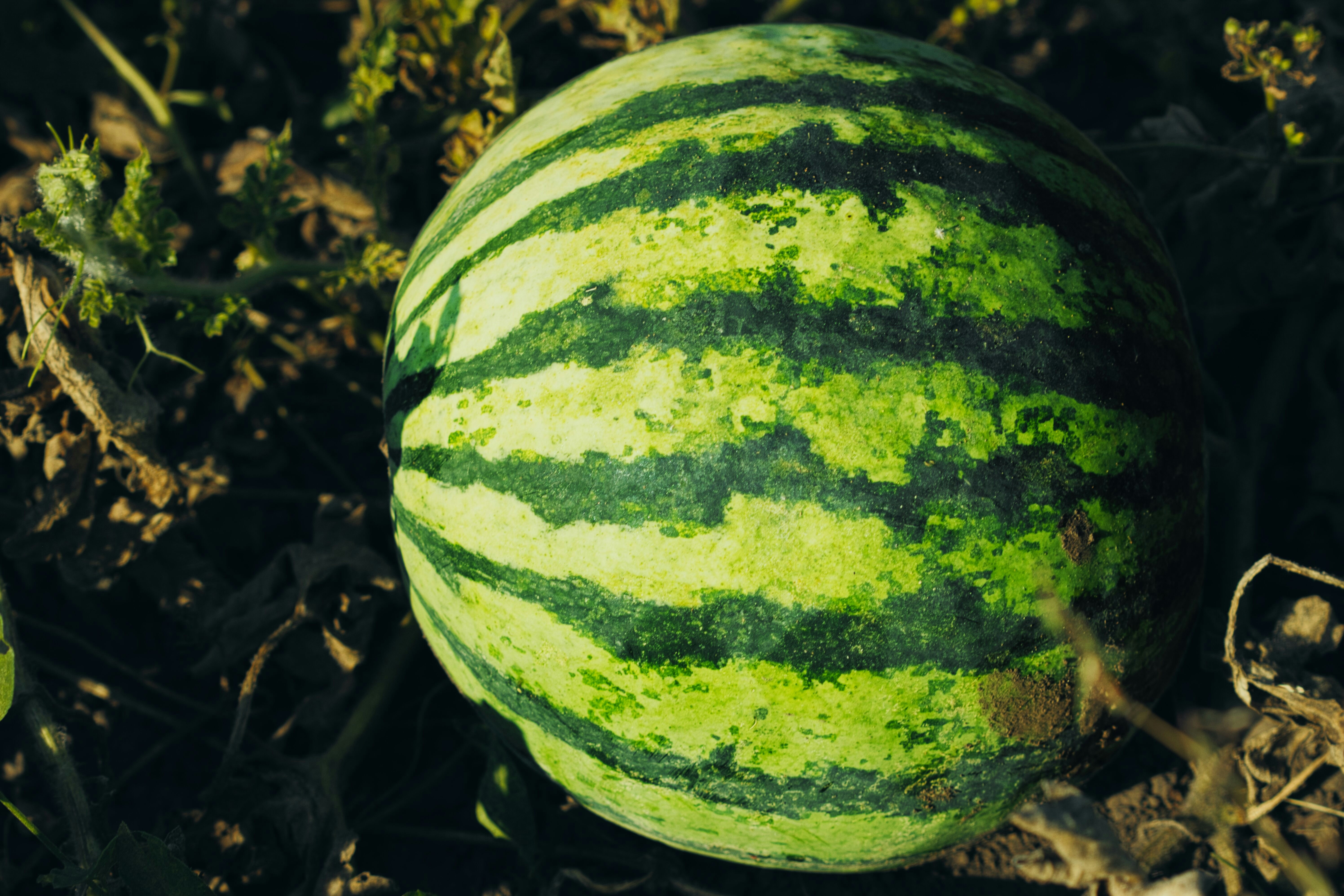 애플수박 재배법 및 심는 시기 (+ 모종 순치기 방법)