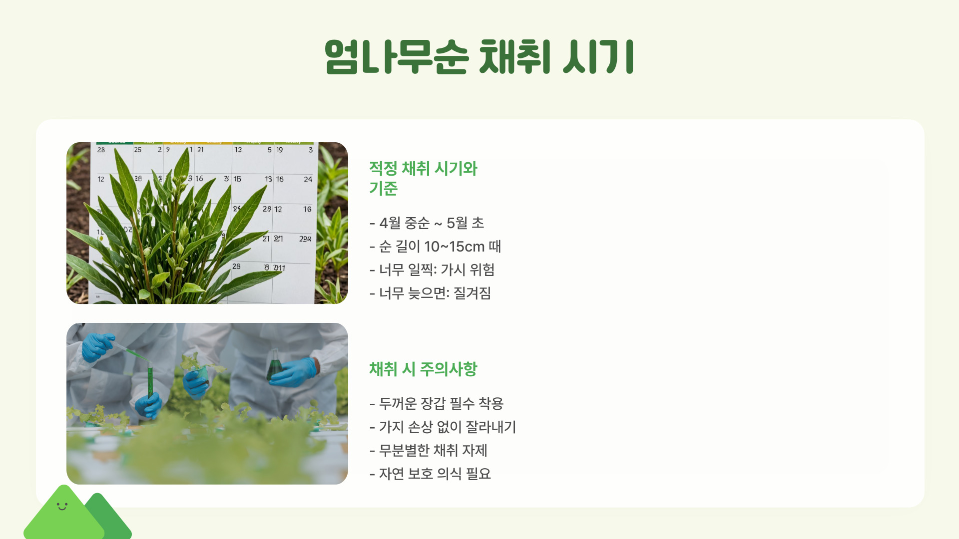 엄나무순