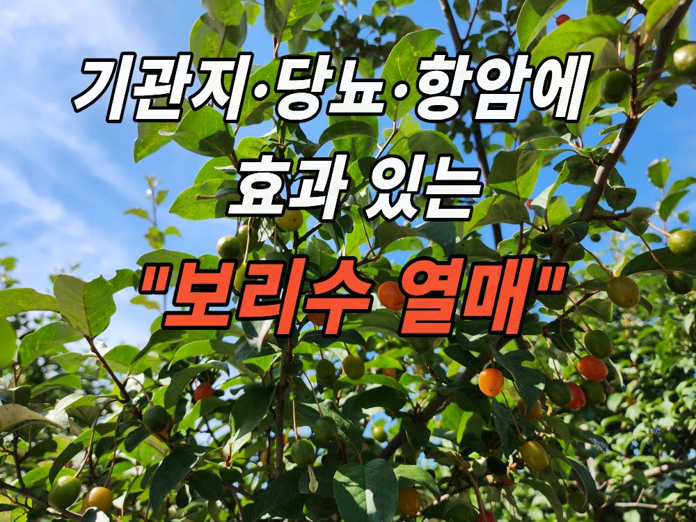 지인 집에서 본 보리수 열매