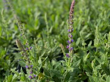 날파리 모기퇴치 식물