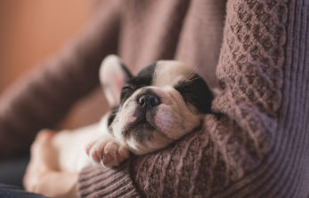 강아지 나이 계산법 완벽 정리 21