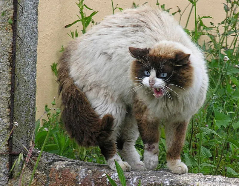 "고양이