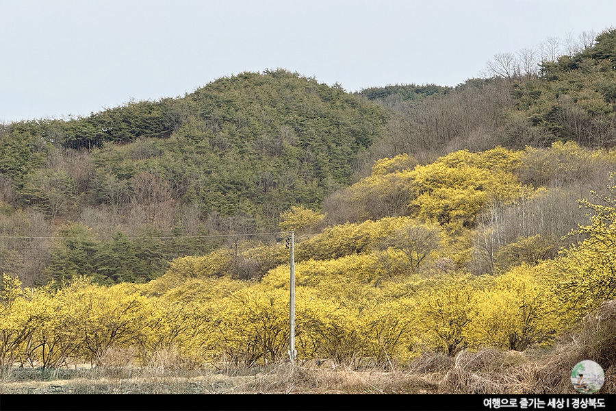 의성 산수유마을