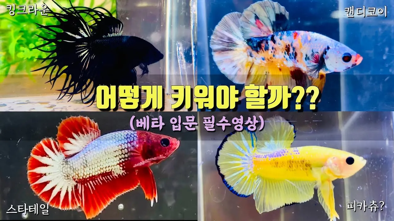베타 가격 키우기 분양 수명 먹이 성격 종류_1
