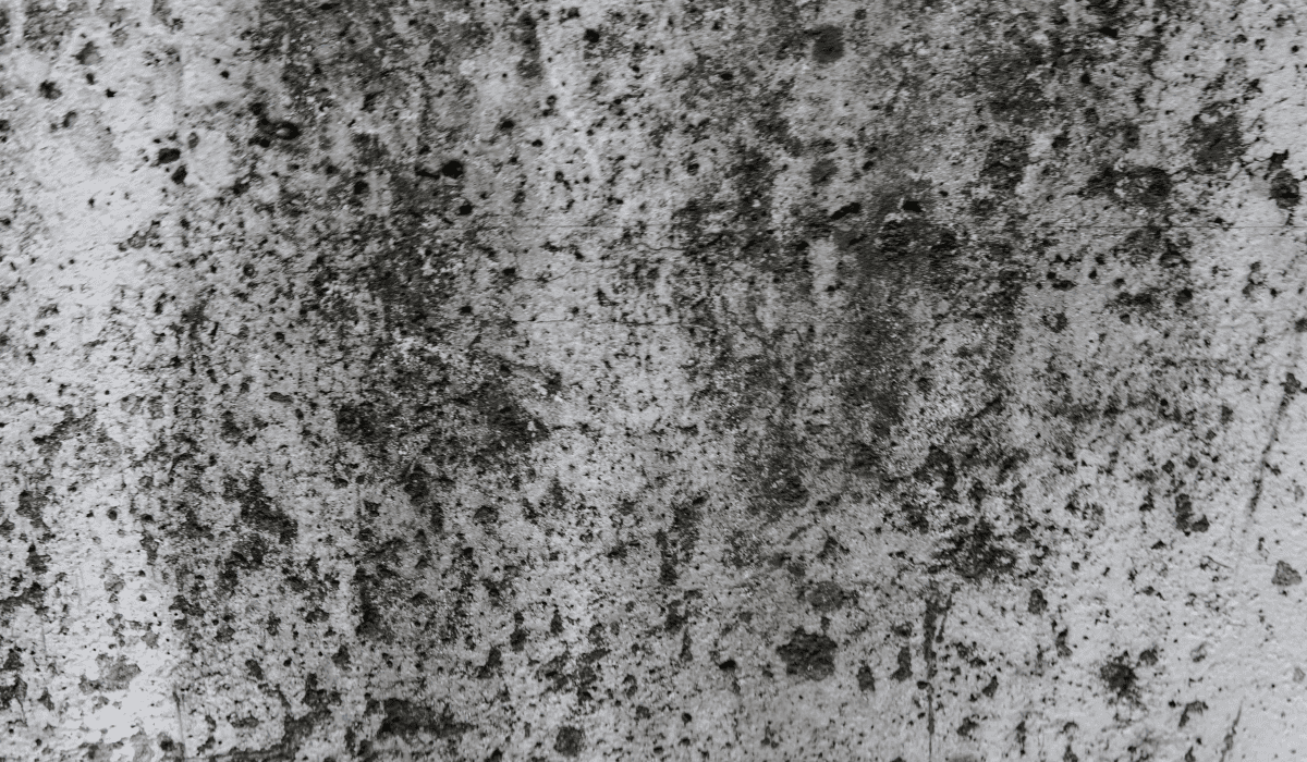 곰팡이_냄새_없애는_법_23