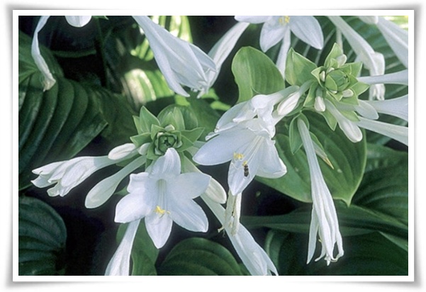 정원 "옥잠화 키우기" 초록빛 힐링을 선사하는 마법 같은 꽃!