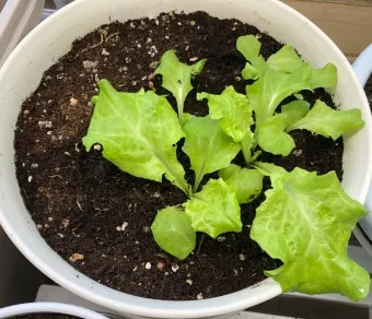 텃밭 상추 키우는 법 파종 간격 수확 연속수확 요령_20