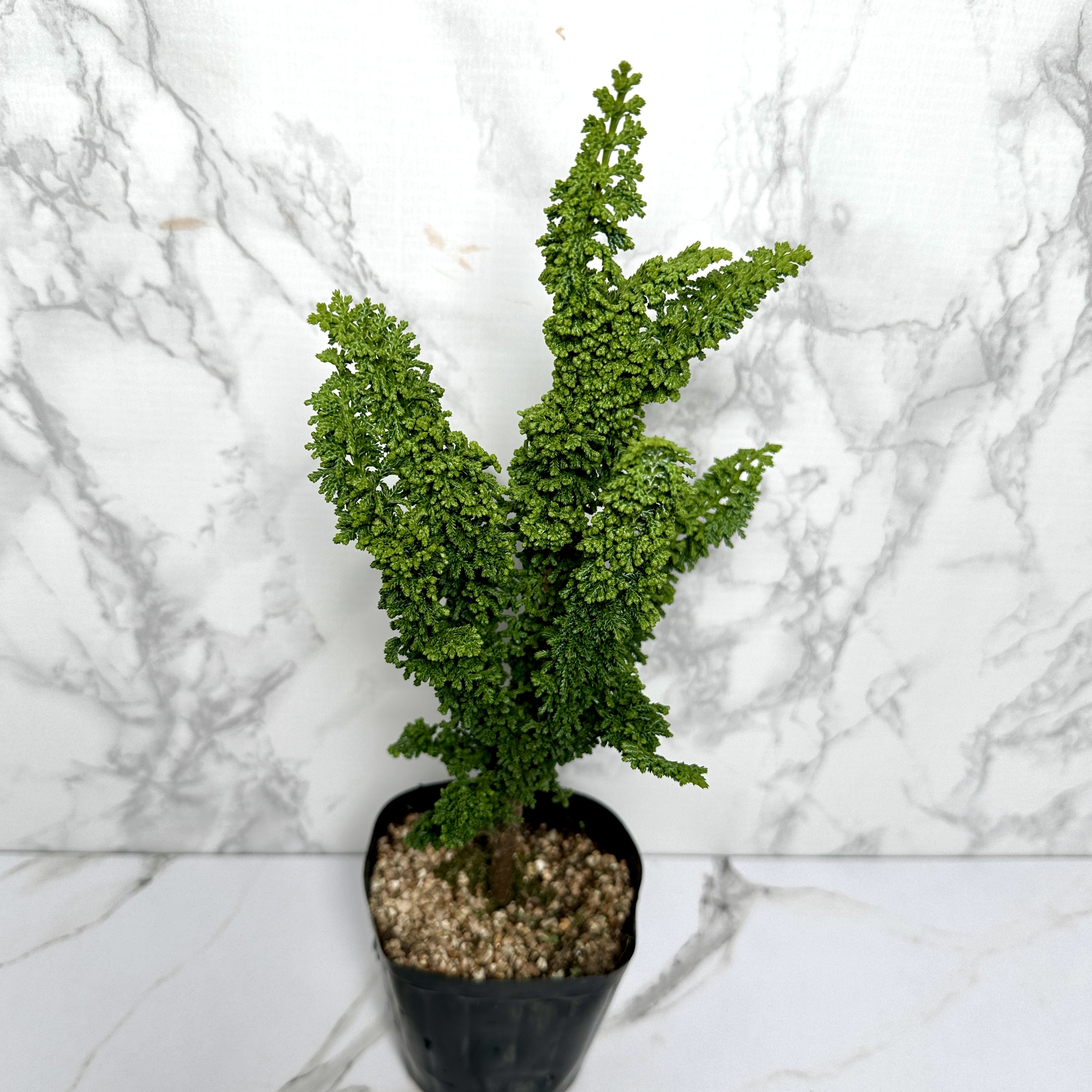 석화회 키우기 나무 분재 삽목