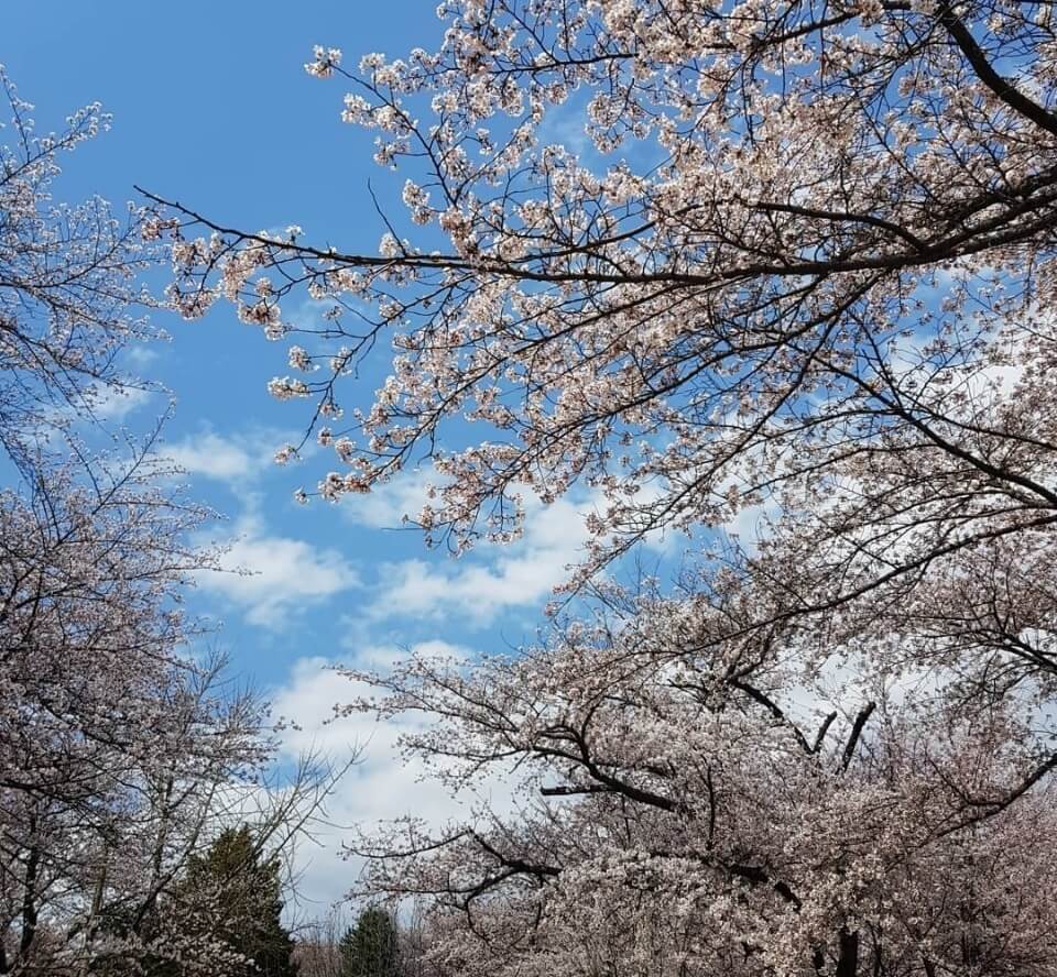 인천 벚꽃 명소 베스트 SK석유화학 벚꽃동산