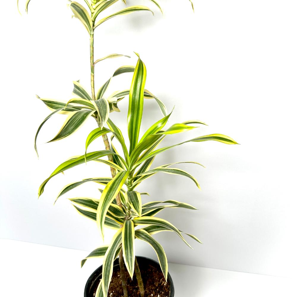 송오브인디아 키우기, 가지치기, 꽃말