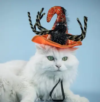 네마녀의날이란