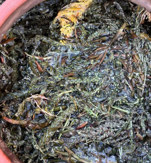 -천연발효식초-단야초-차정단