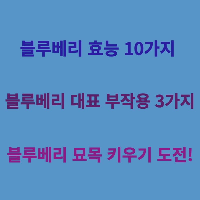 블루베리 효능 부작용 1분 요약