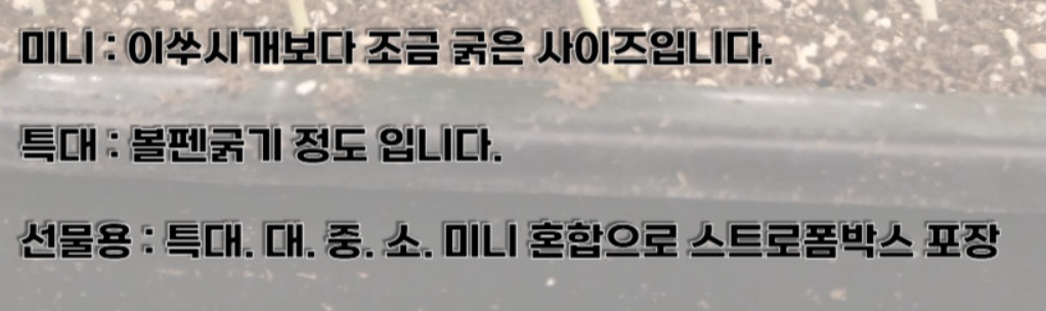 새싹삼-함결농장-함결새싹삼농장-강원도