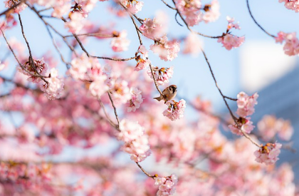 2025년 벚꽃축제 취소 및 축소운영 지역