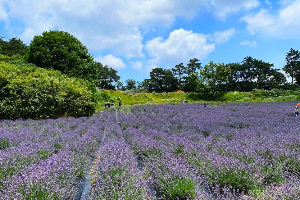 고성 하늬라벤더팜 라벤더 축제