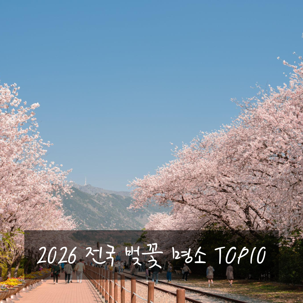 2026 전국 벚꽃 명소 TOP10 (벚꽃 개화시기까지 정리)
