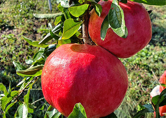 고흥석류피칸농장