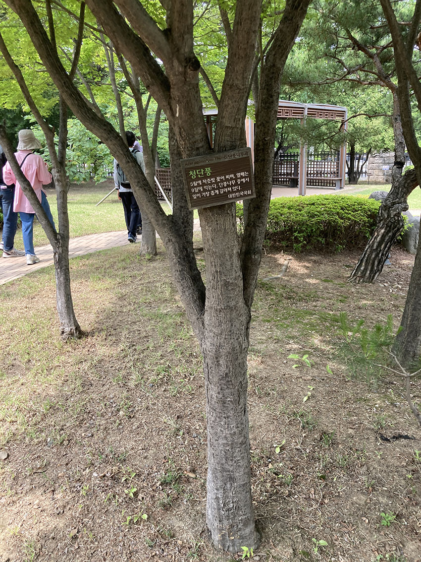청단풍