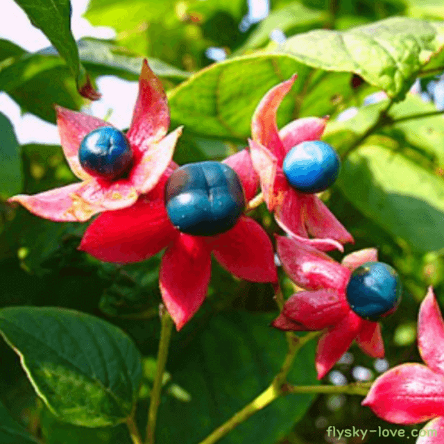 천연 소염제 누리장나무 개똥나무