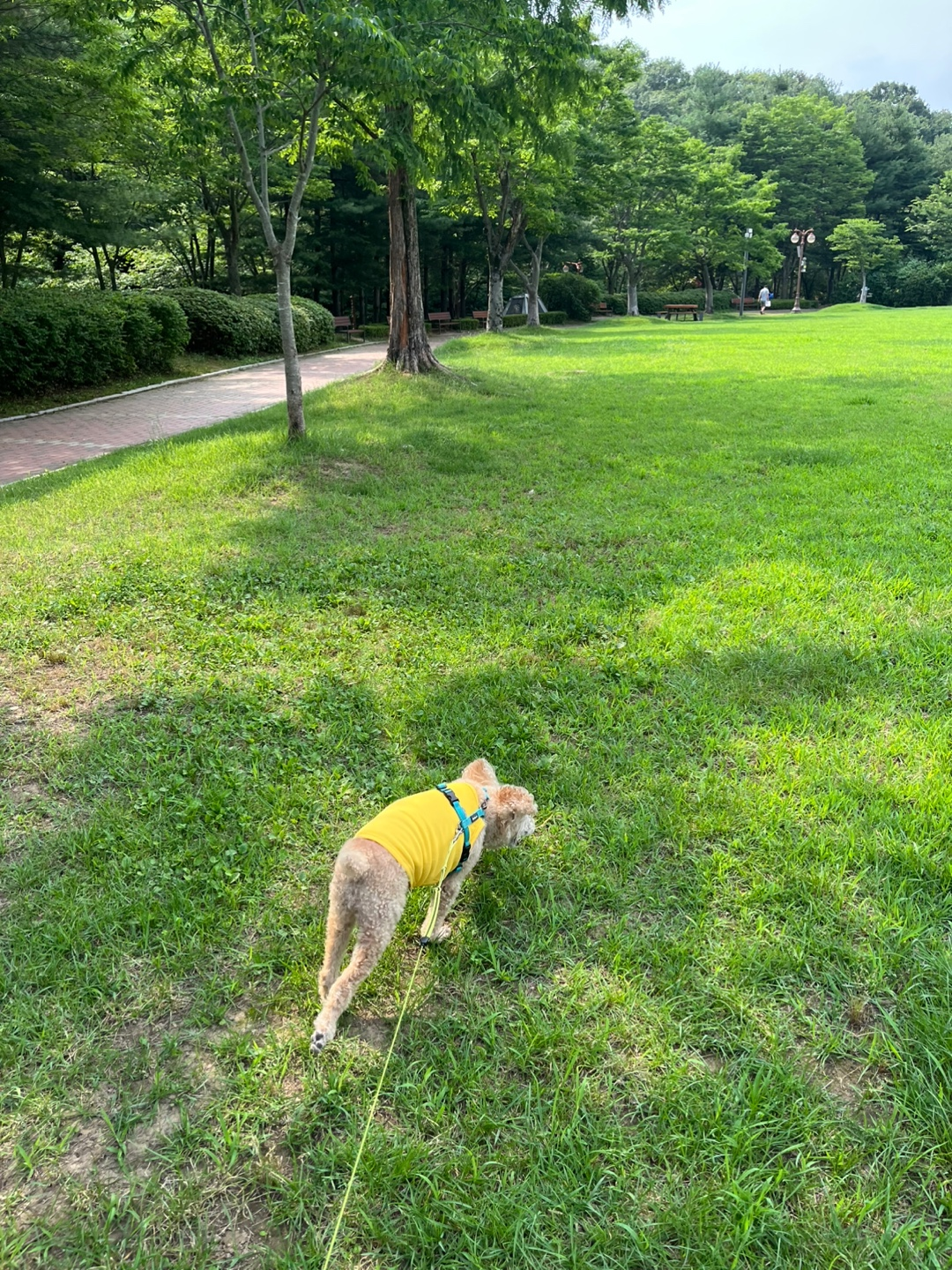 율동공원 여름철 강아지 산책