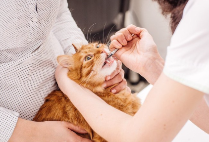입에 주사를 맞고 있는 고양이.