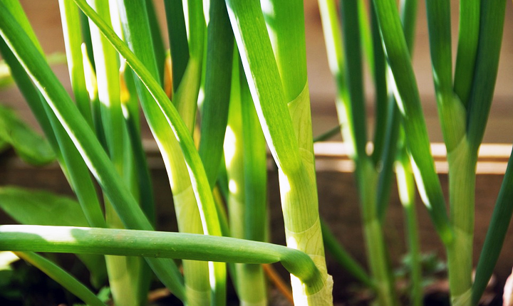 파 보관방법 표현이미지