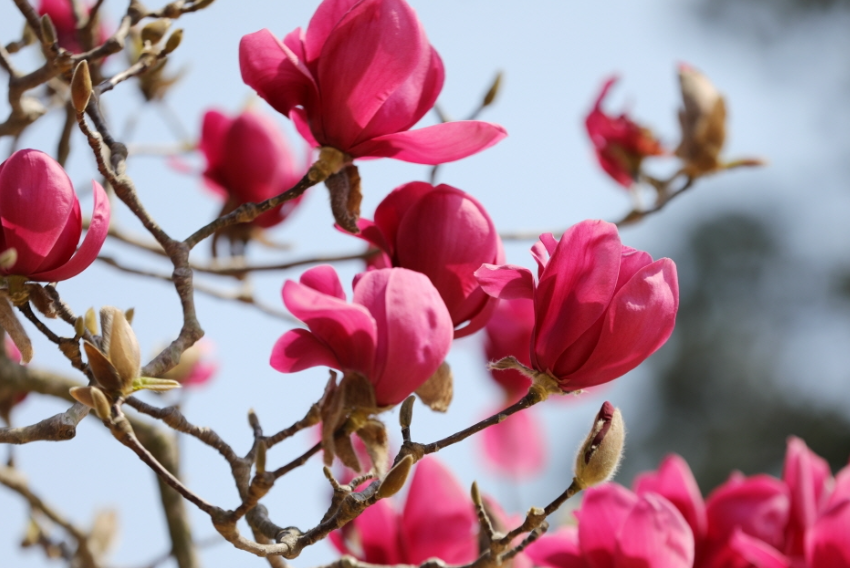 천리포수목원-목련축제