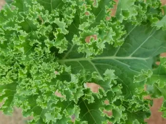 콜라드 재배 상자 텃밭 배양토 배합 병해 줄이기_7