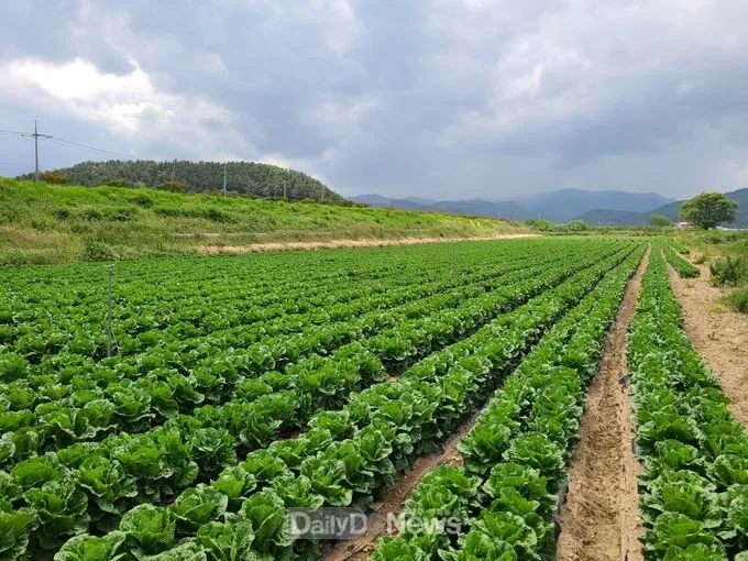 양상추 재배 결구 키우기 파종 시기 물주기 요령_8