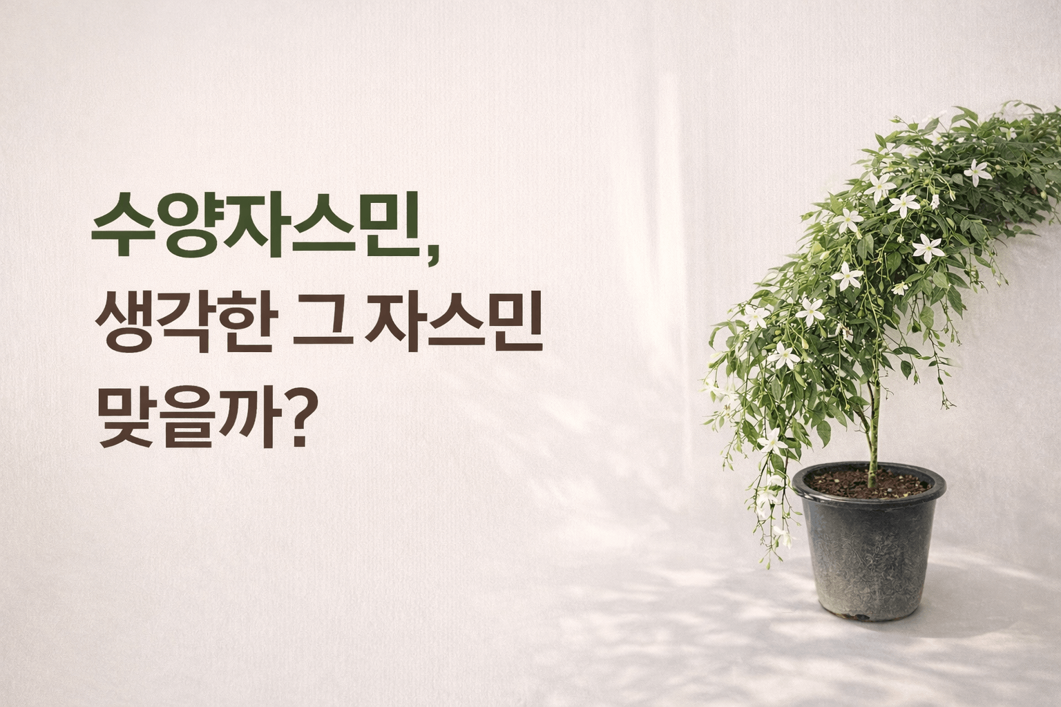수양자스민이라고 샀는데?｜행잉자스민&middot;늘어지는자스민, 같은 식물일까?