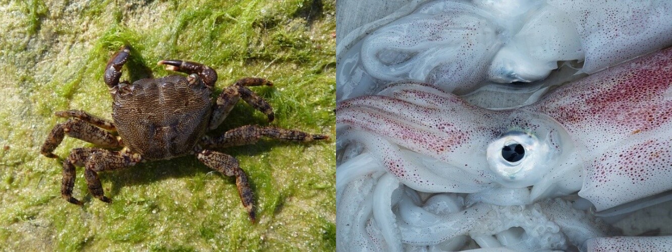 crab-squid-decapod