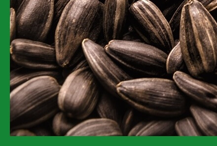 면역력높이는법