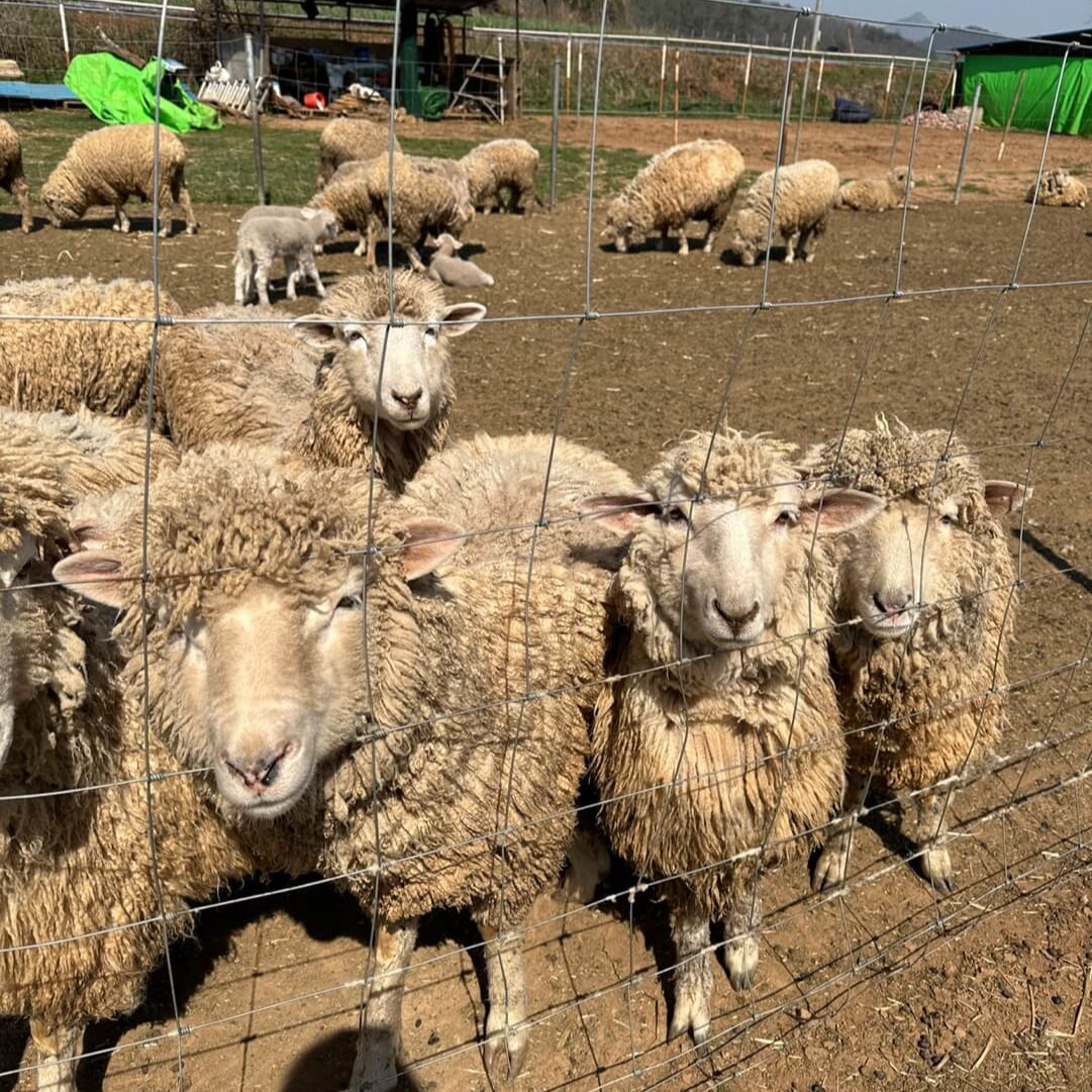 고흥 아이랑 양 먹이 체험 가까이 교감하는 모습